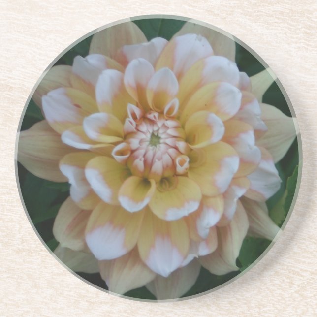 Yellow dahlia flower blossom coaster (Front)
