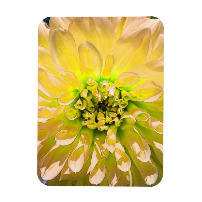 Yellow Dahlia Flower Magnet (Vertical)