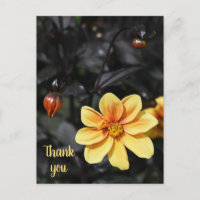 Yellow Dahlia Flowers at Wisley Gardens Thank You