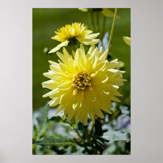 Yellow Dahlia Framed Print (Front)