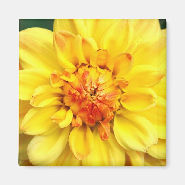Yellow Dahlia Magnet (Front)