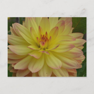 Yellow Dahlia Postcard