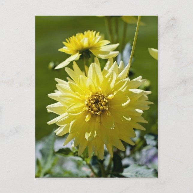 Yellow Dahlia Postcard (Front)