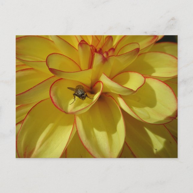 Yellow Dahlia with Pink Border DIY Postcard (Front)