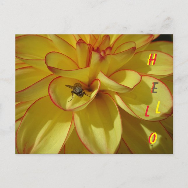 Yellow Dahlia with Pink Border HELLO Postcard (Front)