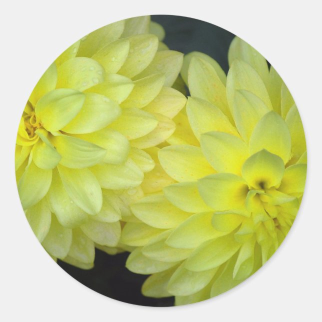 Yellow Dahlias Classic Round Sticker (Front)