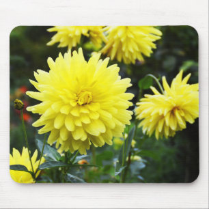 Yellow dahlias floral mouse pad