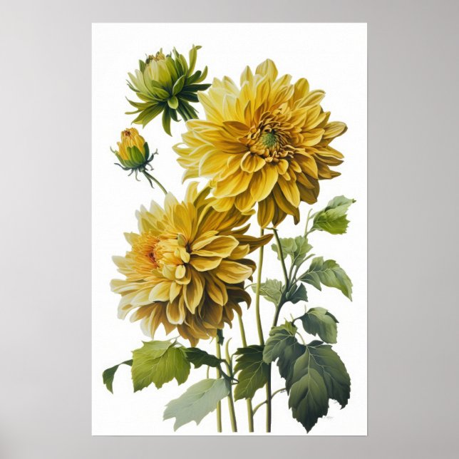 Yellow Dahlias Flower Art Print Poster (Front)