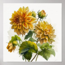 Yellow Dahlias Flower Art Print Poster