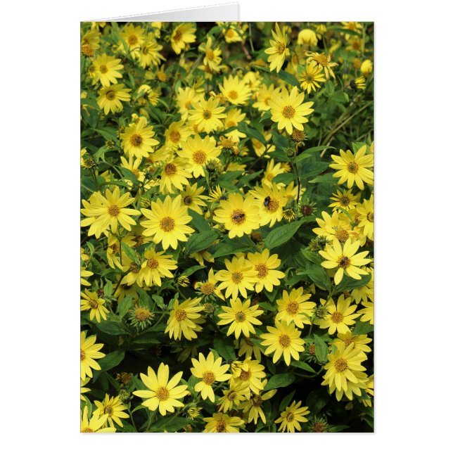 Yellow Daisies (Front)