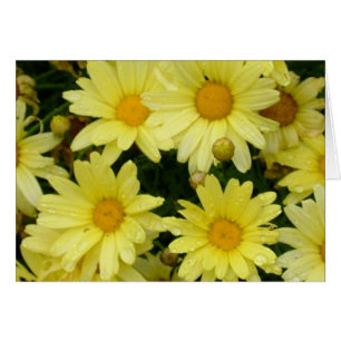 yellow daisies