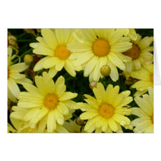 yellow daisies
