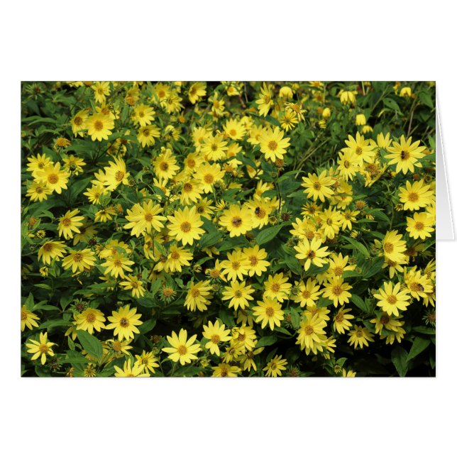Yellow Daisies (Front Horizontal)