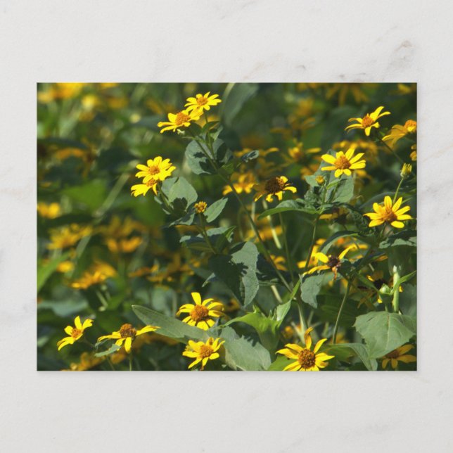 Yellow Daisies Photo Postcard (Front)