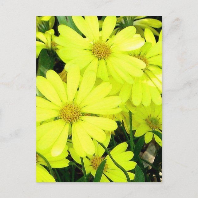 Yellow Daisies Postcard (Front)