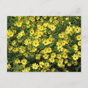 Yellow Daisies Postcard