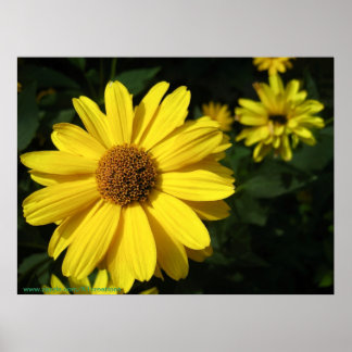 Yellow Daisies Poster