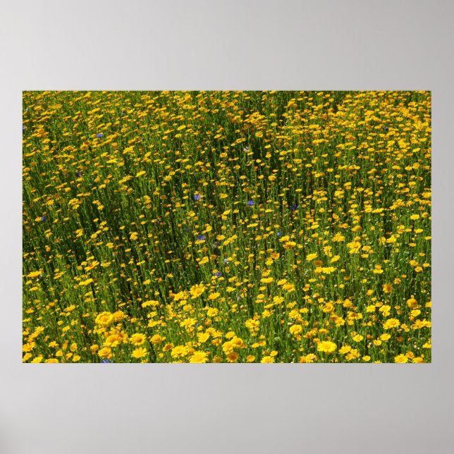 Yellow Daisies Poster (Front)