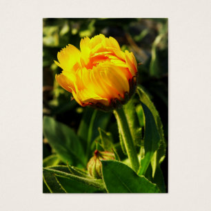 yellow daisy