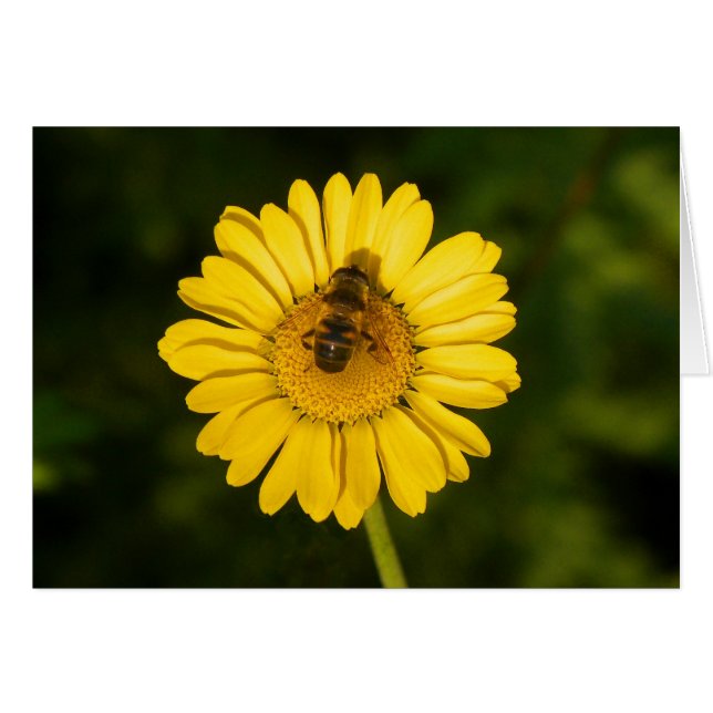 Yellow Daisy and Bee (Front Horizontal)