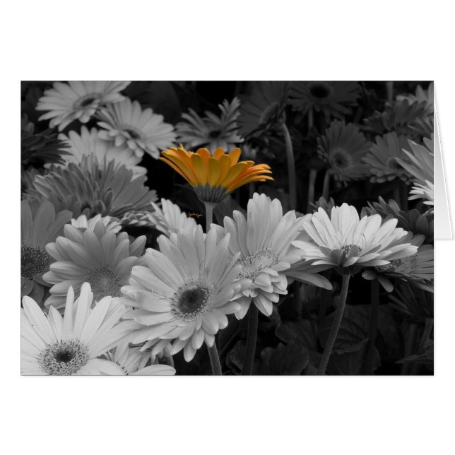 Yellow Daisy Card (Front Horizontal)