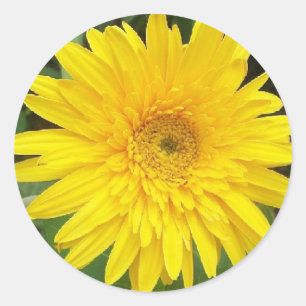Yellow Daisy Classic Round Sticker