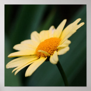 Yellow Daisy Flower Close Up Poster
