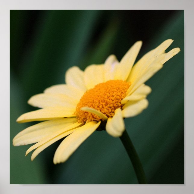 Yellow Daisy Flower Close Up Poster (Front)