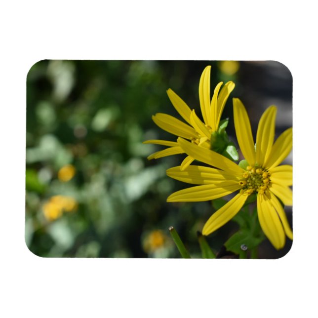 Yellow Daisy Flower Floral Nature Photography Magnet (Horizontal)