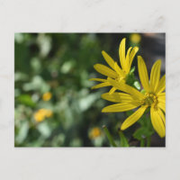 Yellow Daisy Flower Floral Nature Photography