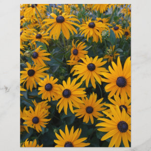 Yellow daisy garden flowers.