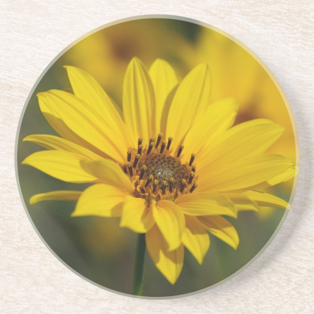 Yellow Daisy Helenium Coaster (Front)