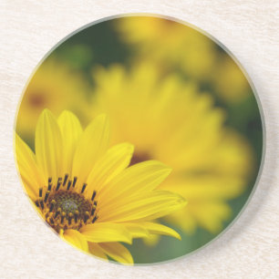 Yellow Daisy Helenium Coaster