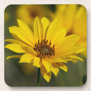 Yellow Daisy Helenium Coaster