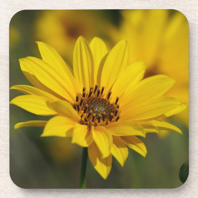 Yellow Daisy Helenium Coaster (Front)