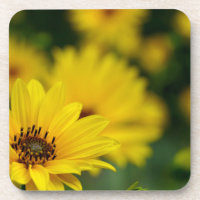 Yellow Daisy Helenium