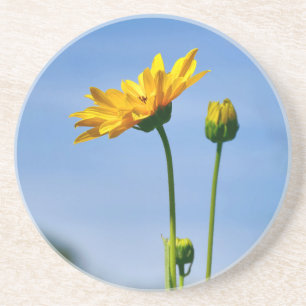Yellow Daisy Helenium Coaster