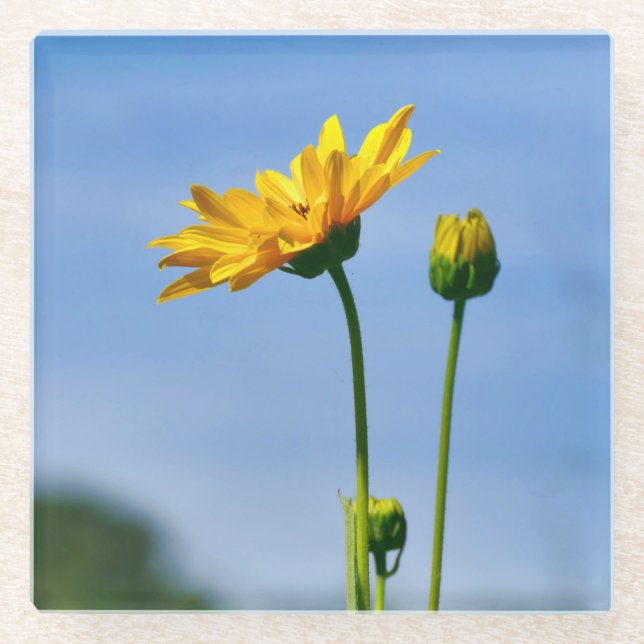 Yellow Daisy Helenium Glass Coaster (Front)