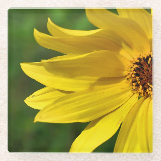 Yellow Daisy Helenium Glass Coaster (Front)