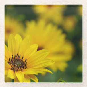 Yellow Daisy Helenium Glass Coaster