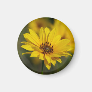 Yellow Daisy Helenium Magnet