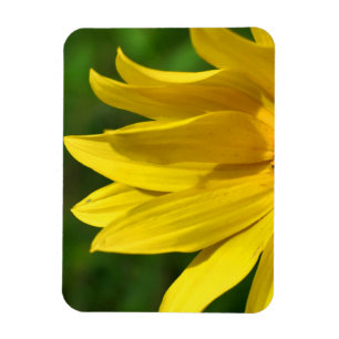 Yellow Daisy Helenium Magnet