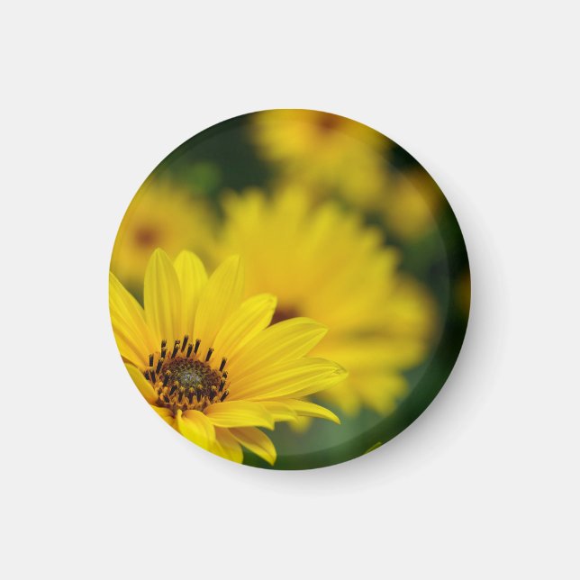 Yellow Daisy Helenium Magnet (Front)