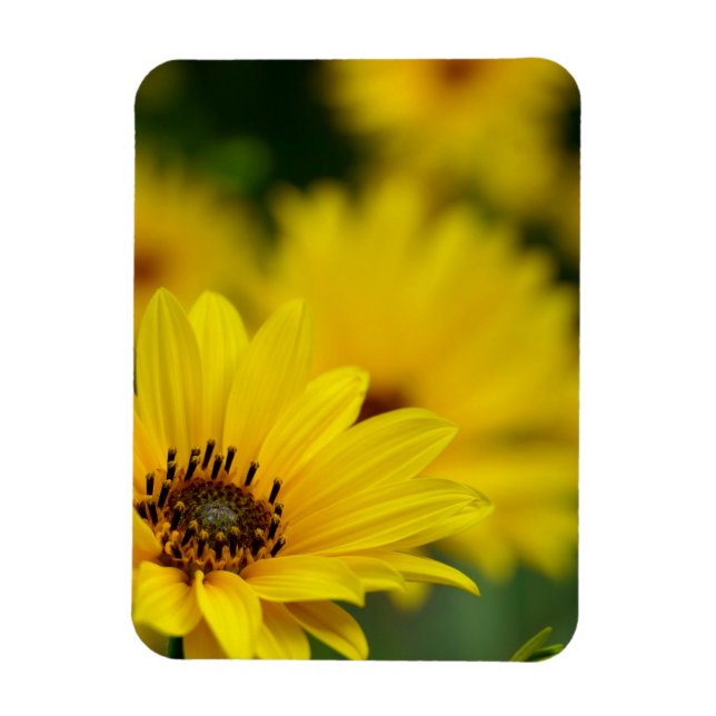 Yellow Daisy Helenium Magnet (Vertical)