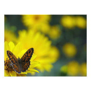 Yellow Daisy Helenium Photo Print