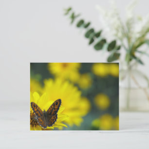 Yellow Daisy Helenium Postcard