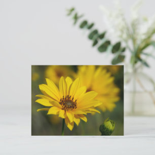 Yellow Daisy Helenium Postcard