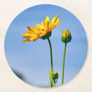 Yellow Daisy Helenium Round Paper Coaster