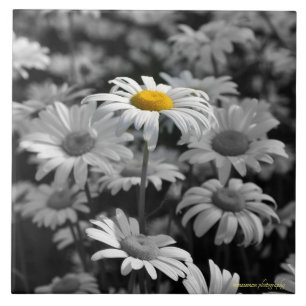 Yellow daisy in a sea of black and white daisies. ceramic tile