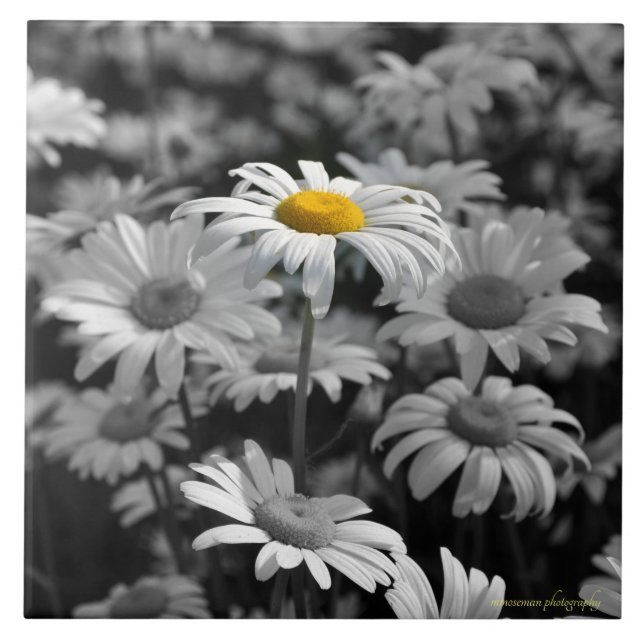 Yellow daisy in a sea of black and white daisies. ceramic tile (Front)